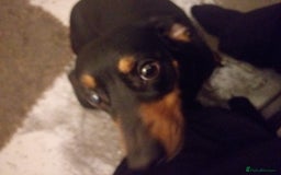 Chiweenie dogs for sale: Loveable dog for sale  - Image 2