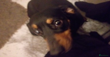 Chiweenie dogs - Advert 4