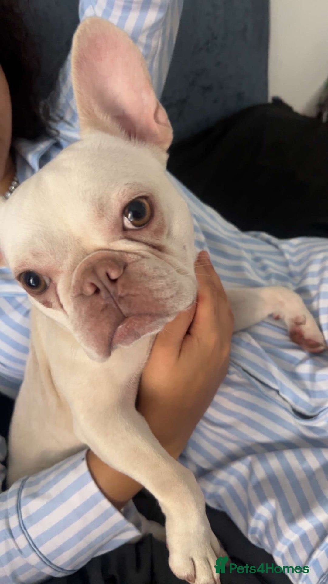 French Bulldog dogs Nala  - Advert 10