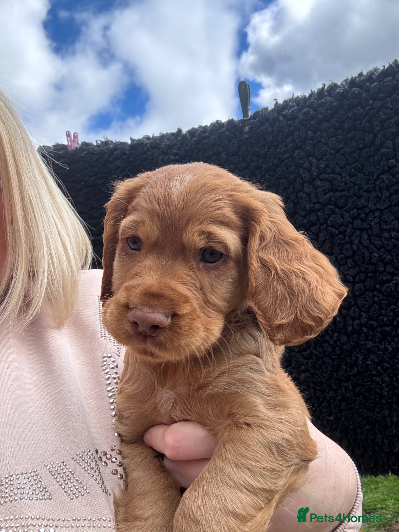 Cocker Spaniel dogs *READY NOW* KC Reg. Working Cocker Spaniels  - Advert 9