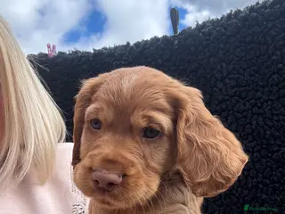 Cocker Spaniel dogs *READY NOW* KC Reg. Working Cocker Spaniels - Advert 9