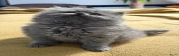 British Longhair cats for sale: Incredible BLH kittens GCCF registered  - Advert 3