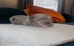 French Bulldog dogs for sale: beautiful frenchies - Image 17