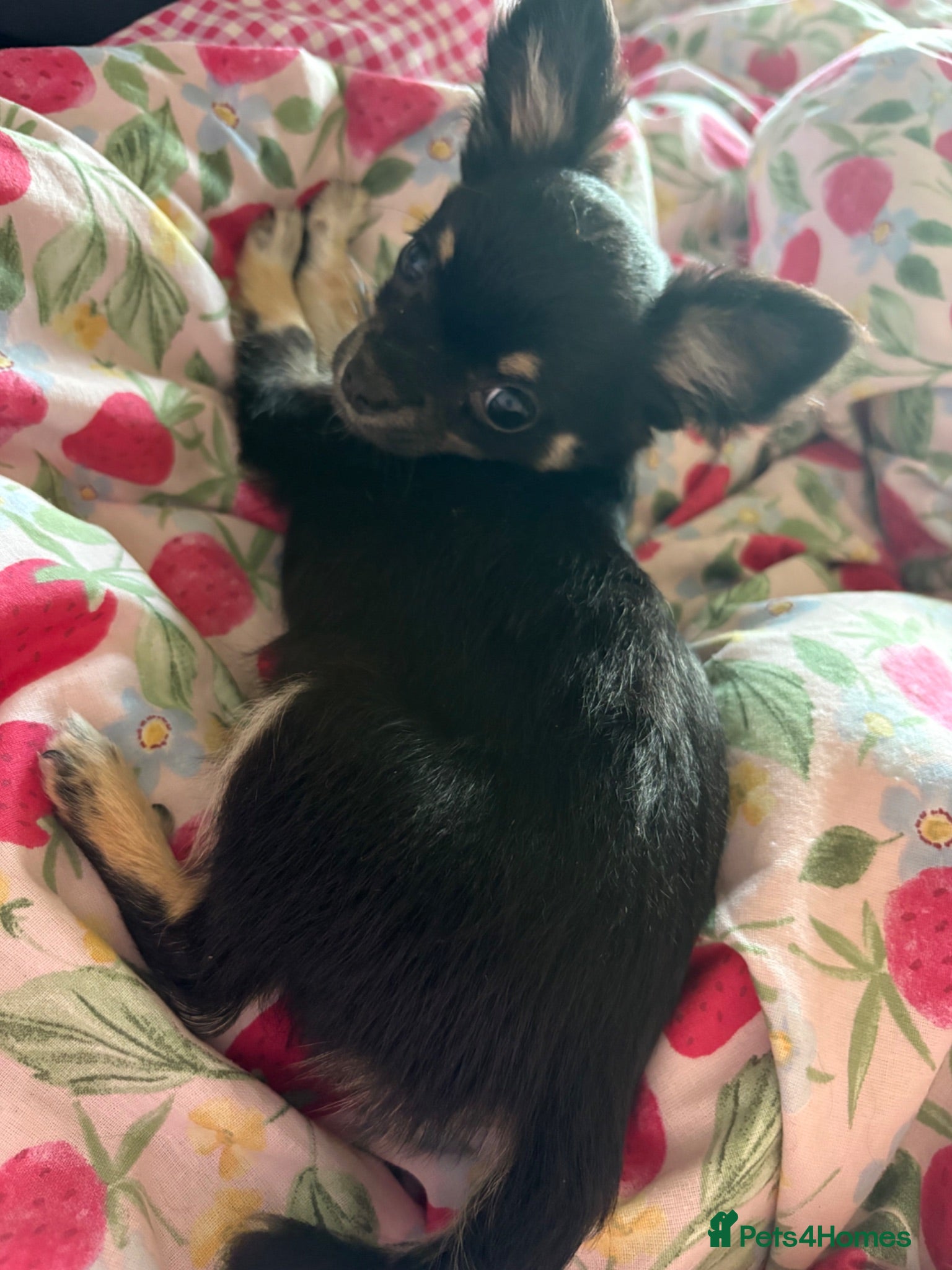 Chihuahua dogs Chihuahua Puppy tiny boy - Advert 5
