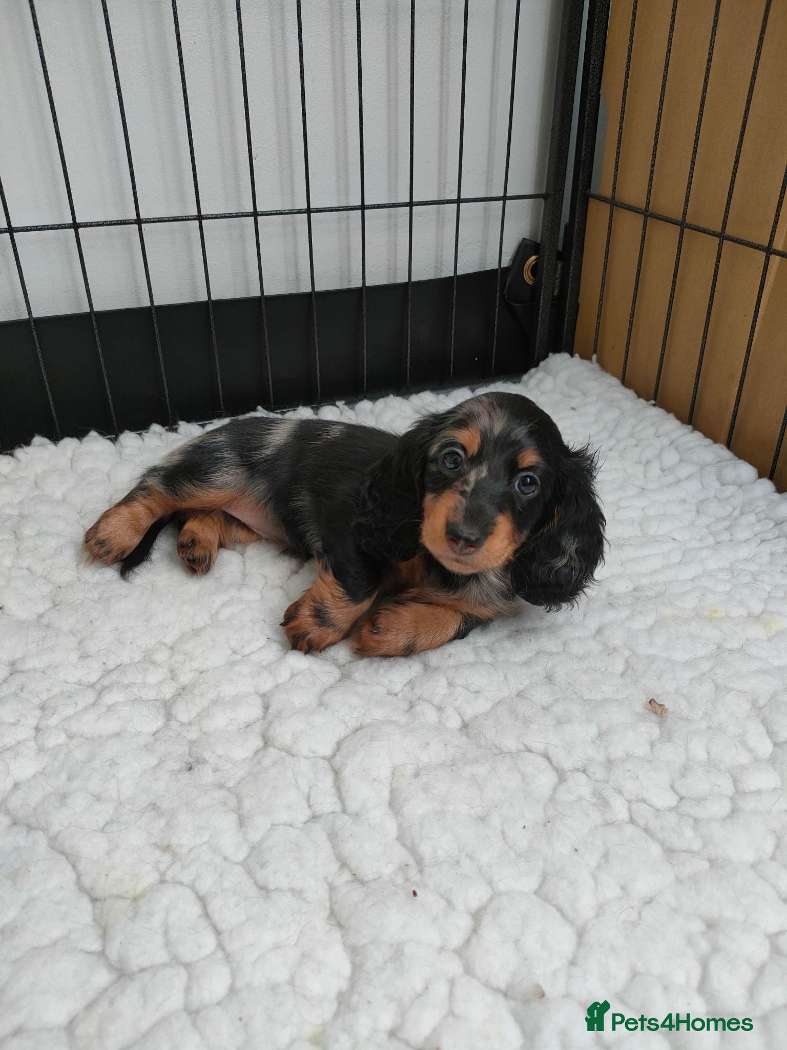 Miniature Dachshund dogs Only one beautiful dappled female left  - Advert 1