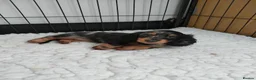 Miniature Dachshund dogs for sale: Only one beautiful dappled female left  - Advert 1