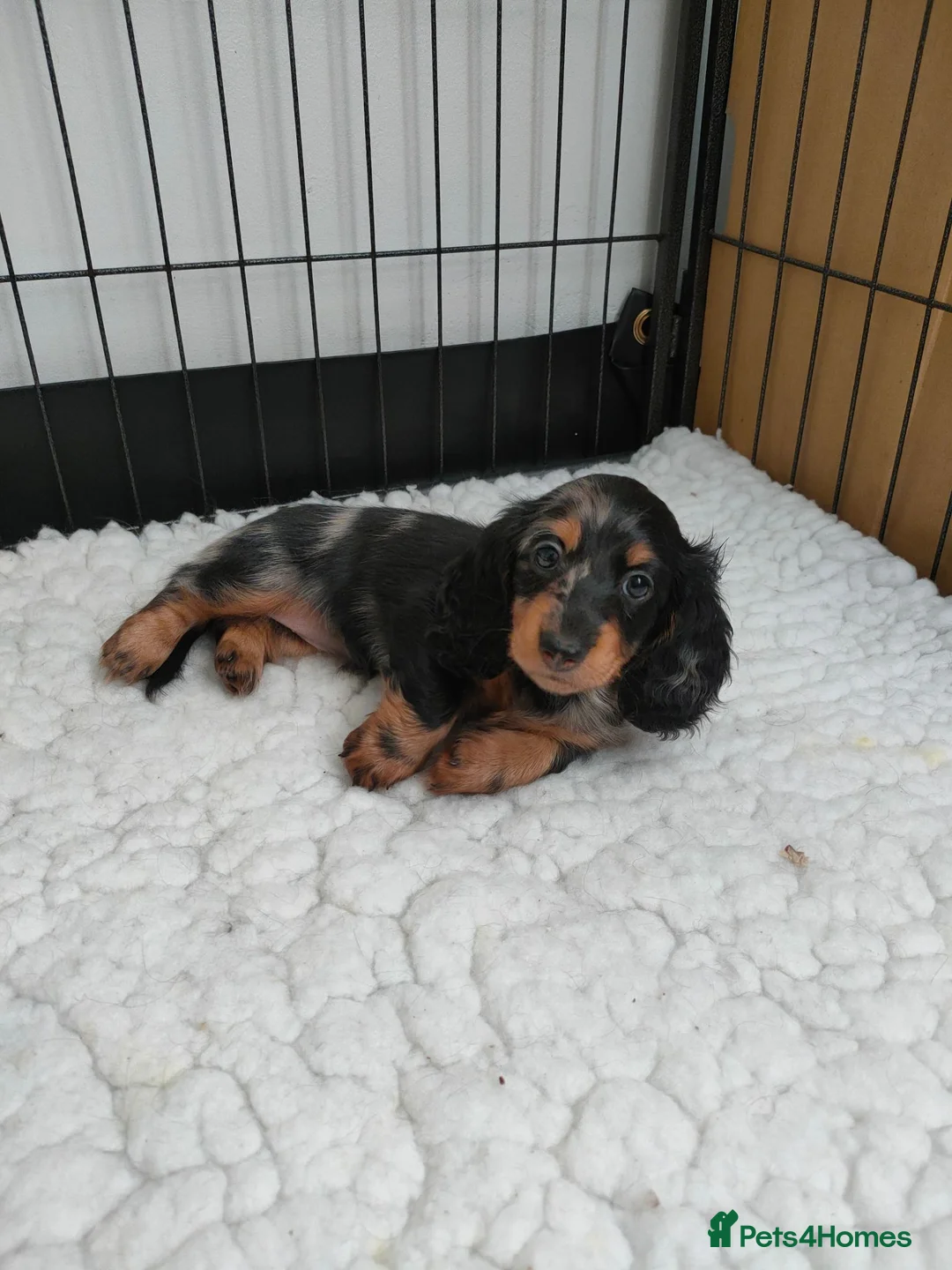 Miniature Dachshund dogs for sale: Only one beautiful dappled female left  - Advert 1