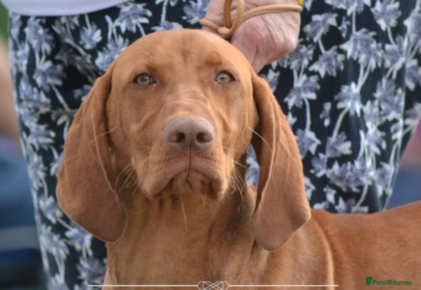 Hungarian Vizsla dogs Hungarian Vizsla male 8 months - Advert 4
