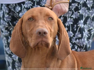 Hungarian Vizsla dogs - Advert 10