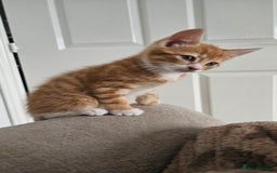 Mixed Breed cats for sale: 07759 033951 1 tabby girl  - Image 9