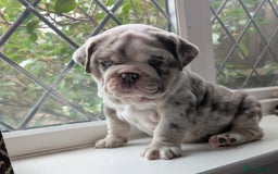English Bulldog dogs for sale: English Bulldog Puppies  - Advert 13