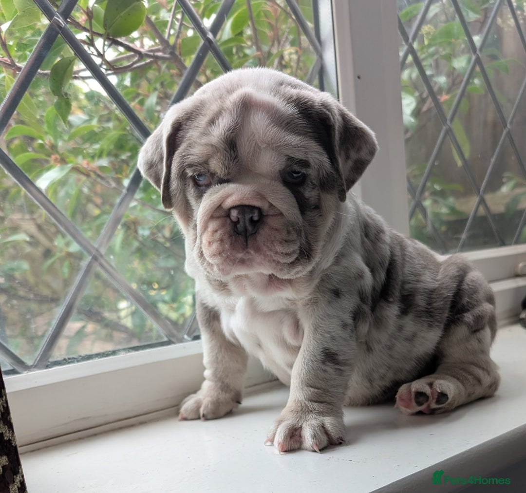 English Bulldog dogs for sale: English Bulldog Puppies  - Advert 13
