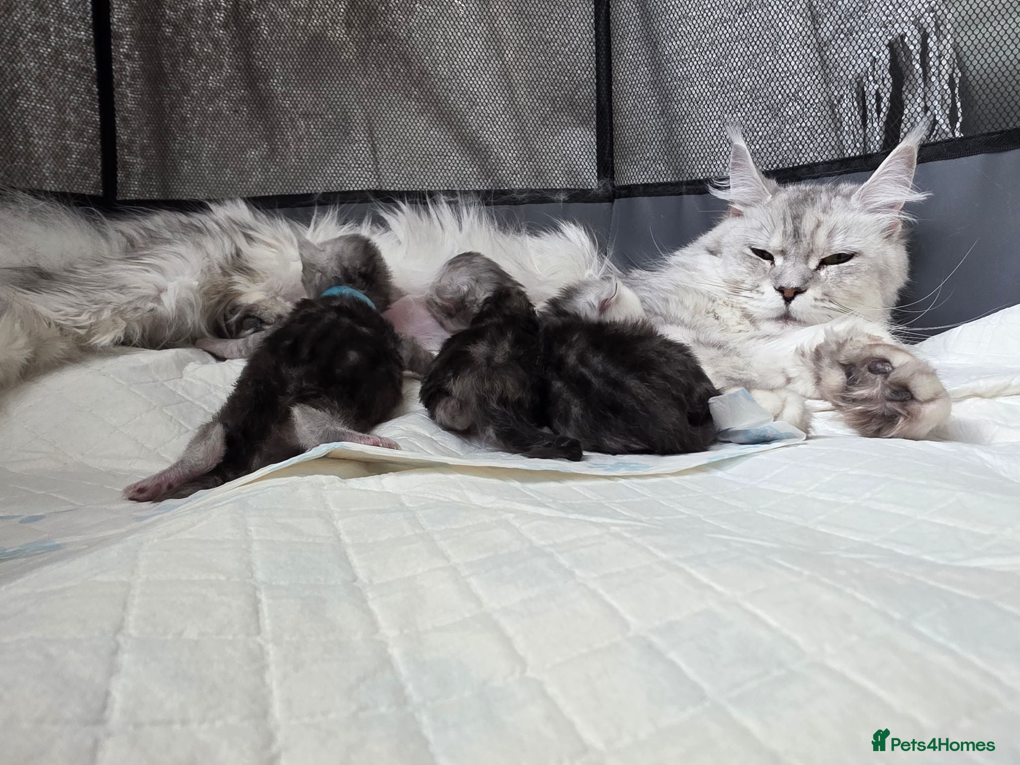 Maine Coon cats 🐾 Maine Coon Kittens Looking for Loving Homes 🐾 - Advert 1