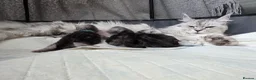 Maine Coon cats for sale: 🐾 Maine Coon Kittens Looking for Loving Homes 🐾 - Advert 8