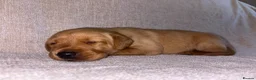 Labrador Retriever dogs for sale: KC Registered Fox Red Labrador Puppies in Aldershot - Advert 6