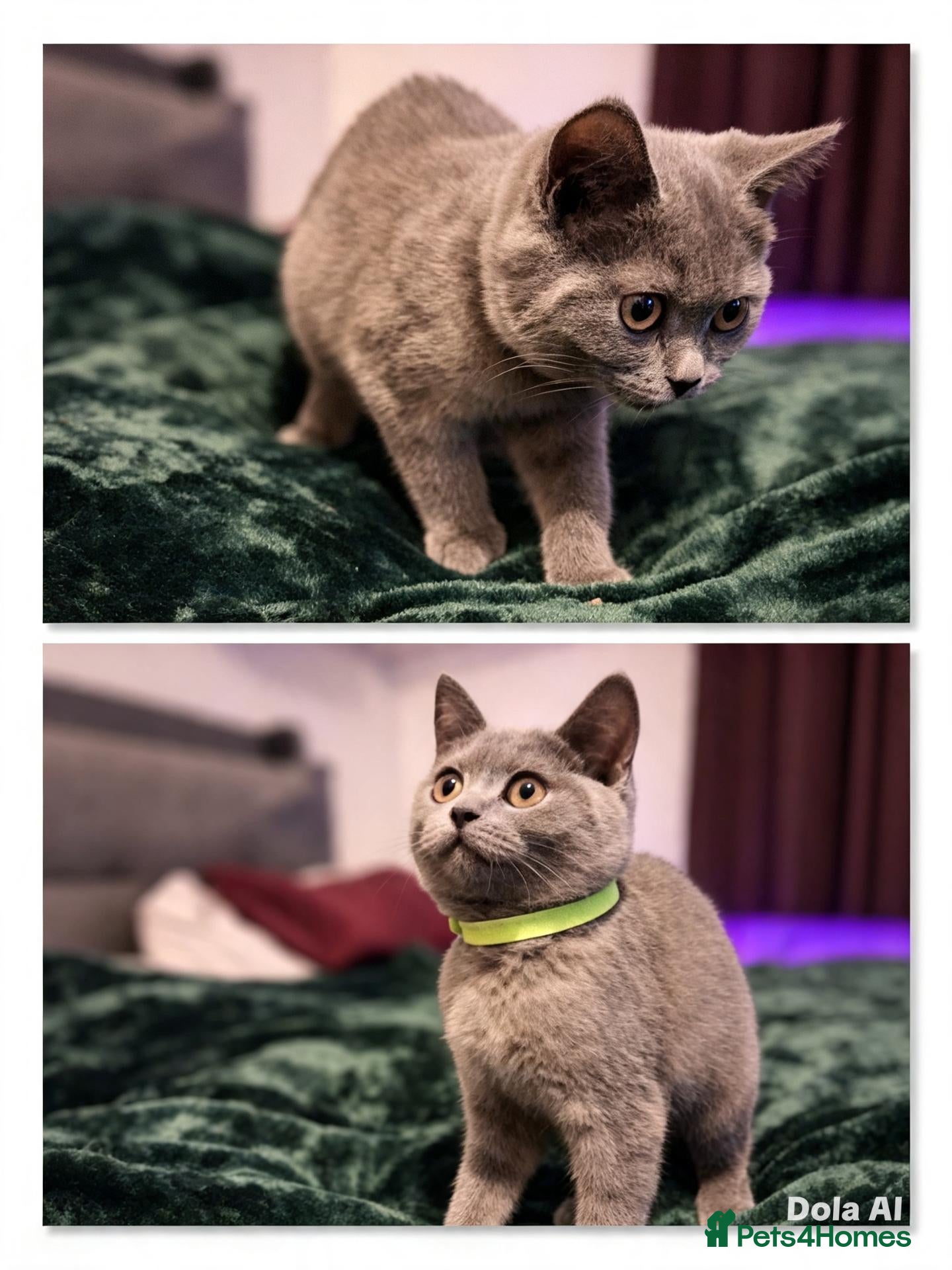British Shorthair cats Beautiful British short-hair blue - Advert 5
