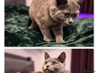 British Shorthair cats Beautiful British short-hair blue - Advert 5