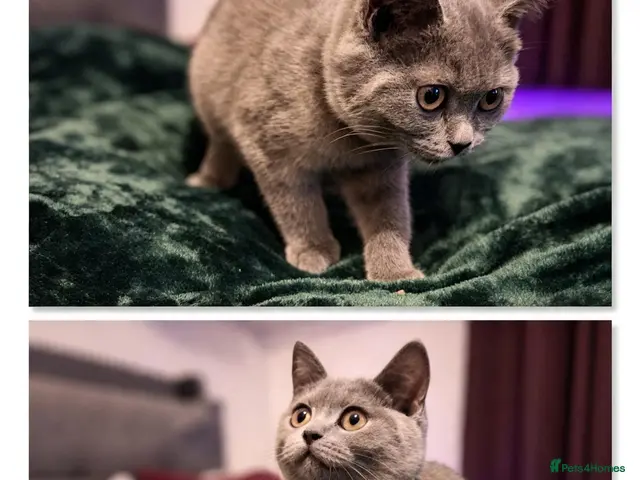 British Shorthair cats Beautiful British short-hair blue - Advert 23