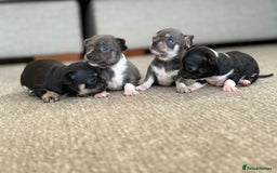 Chihuahua dogs for sale: ✨ Lilac Baby Girl with blue eyes  - Image 8