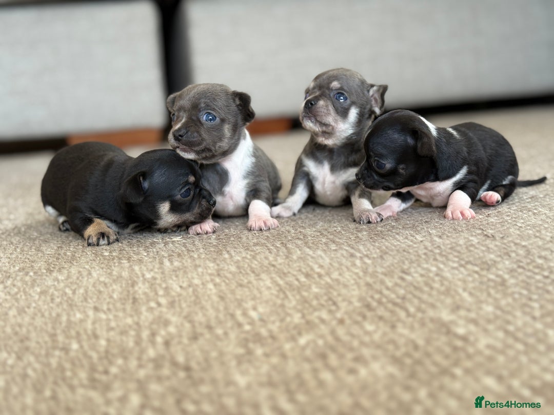 Chihuahua dogs for sale: ✨ Lilac Baby Girl with blue eyes  - Image 8
