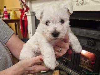 West Highland Terrier dogs WEST HIGHLAND TERRIER, BITCH PUPPIES X TWO. - Advert 1