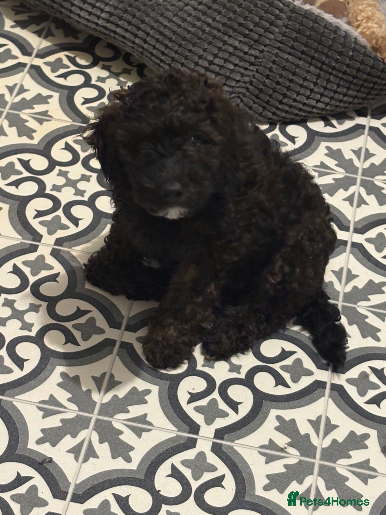 Mixed Breed dogs Cockapoos, Cockerpoos READY NOW - Advert 14