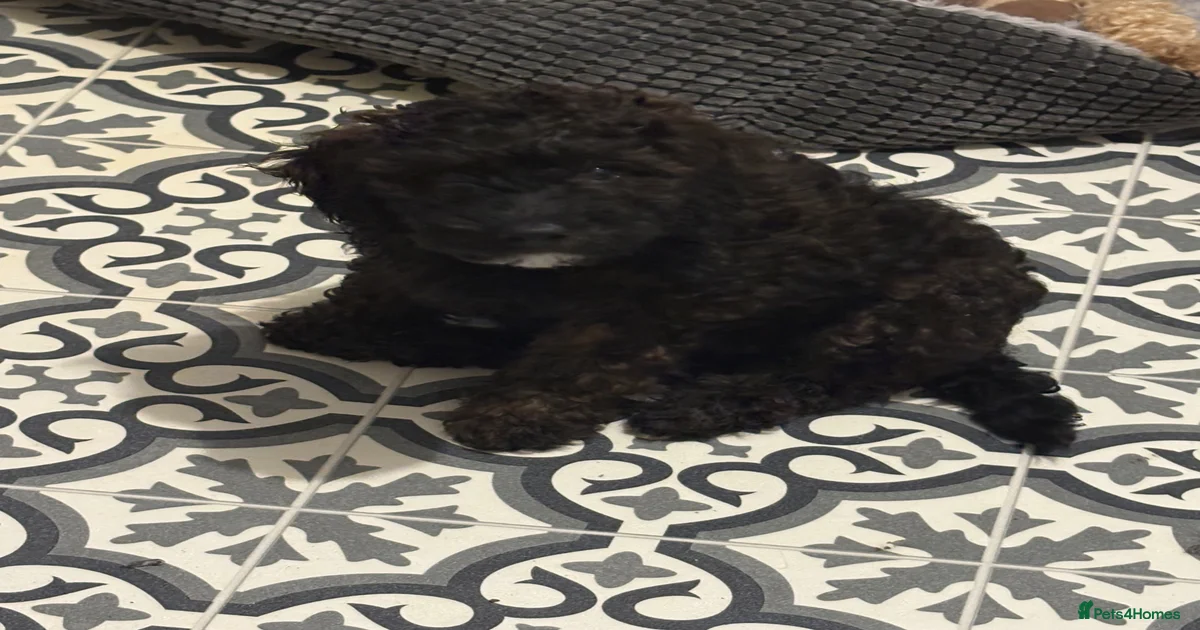 Mixed Breed Puppies for sale in Wolverhampton, West Midlands | Pets4Homes