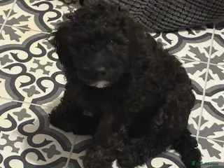 Mixed Breed dogs Cockapoos, Cockerpoos READY NOW - Advert 14
