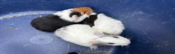 Guinea Pig rodents for sale: Two pairs of baby boy guinea pigs for sale  - Advert 8