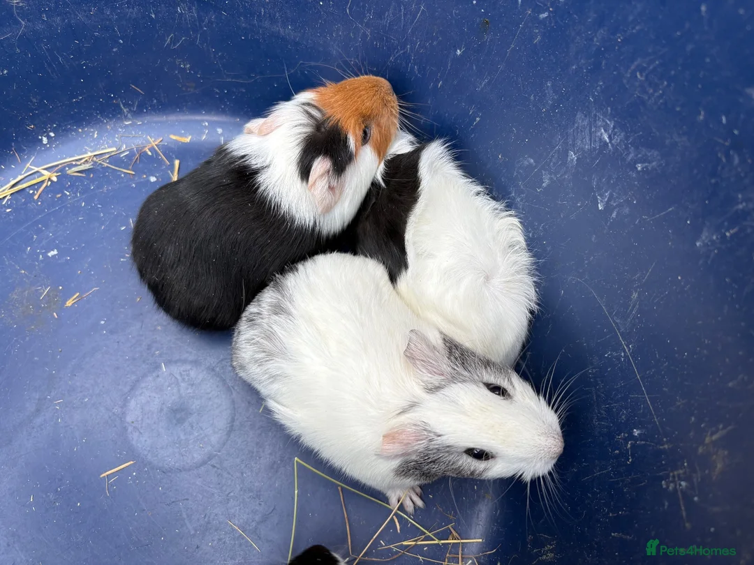 Guinea Pig rodents for sale: Two pairs of baby boy guinea pigs for sale  - Advert 8