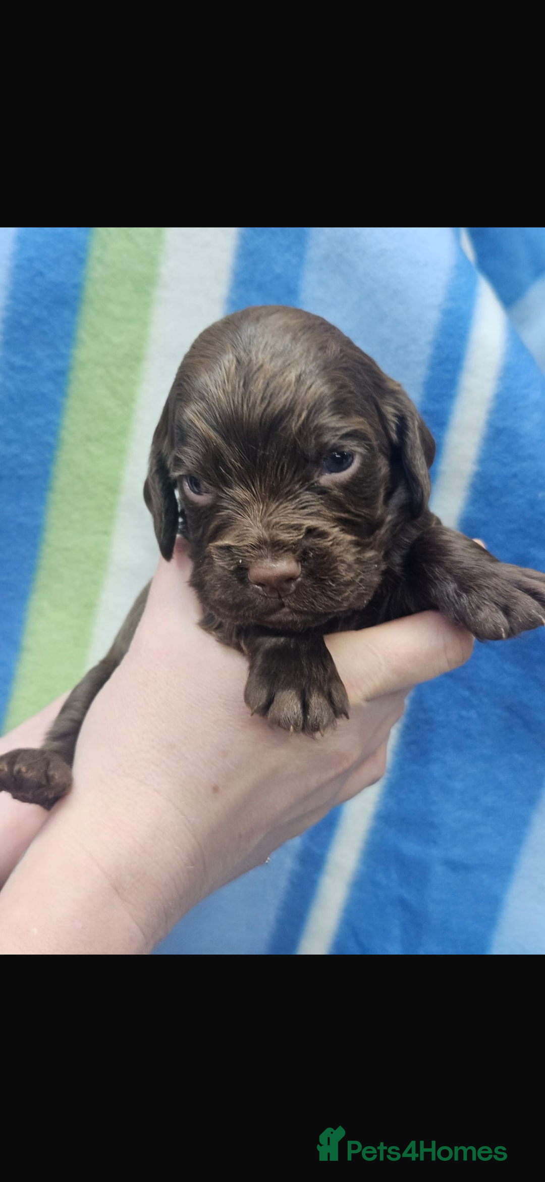 Cocker Spaniel dogs for sale: Cocker spaniels  in Beith - Image 8