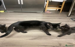 British Shorthair cats for sale: 4 kittens for sale  - Advert 5