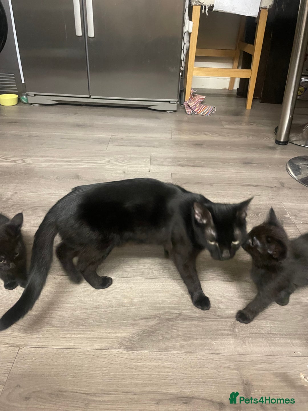British Shorthair cats for sale: 4 kittens for sale  - Advert 5