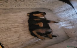 Rottweiler dogs for sale: 1 male 1 female rottweiler  - Image 10