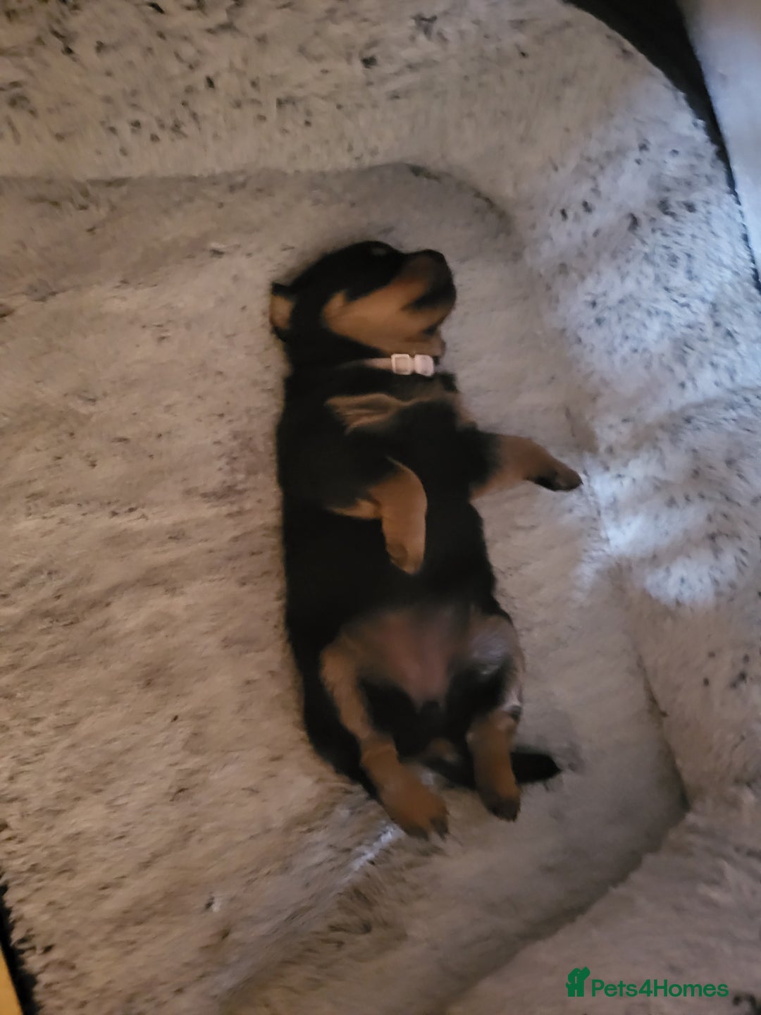 Rottweiler dogs for sale: 1 male 1 female rottweiler  - Image 10