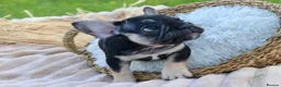 French Bulldog dogs for sale: KC Lilac, Black Tan French Bulldog - Advert 10