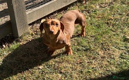 Miniature Dachshund dogs for stud: Teddy - Choc & Tan Proven Stud - Image 3