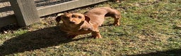 Miniature Dachshund dogs for stud: Teddy - Choc & Tan Proven Stud - Advert 4