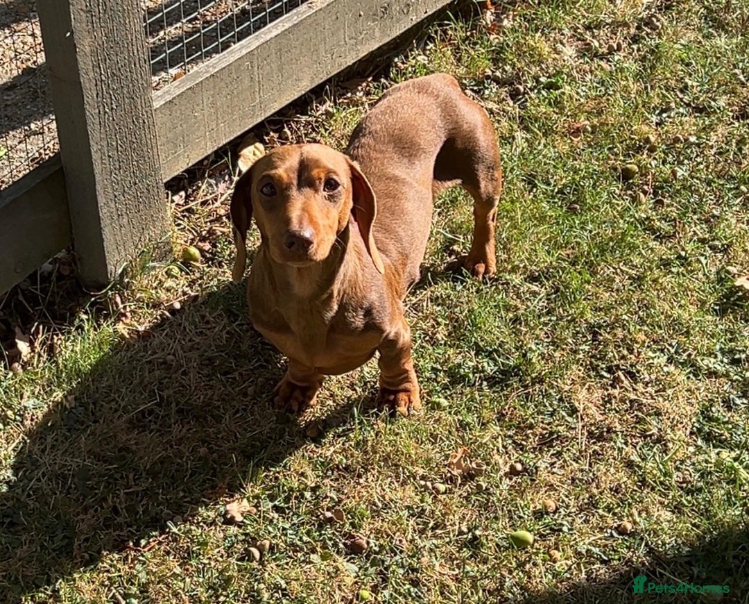Miniature Dachshund dogs for stud: Teddy - Choc & Tan Proven Stud - Image 3