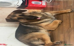German Shepherd dogs for sale: Loving 17-Month-Old Female German Shepherd - Image 1