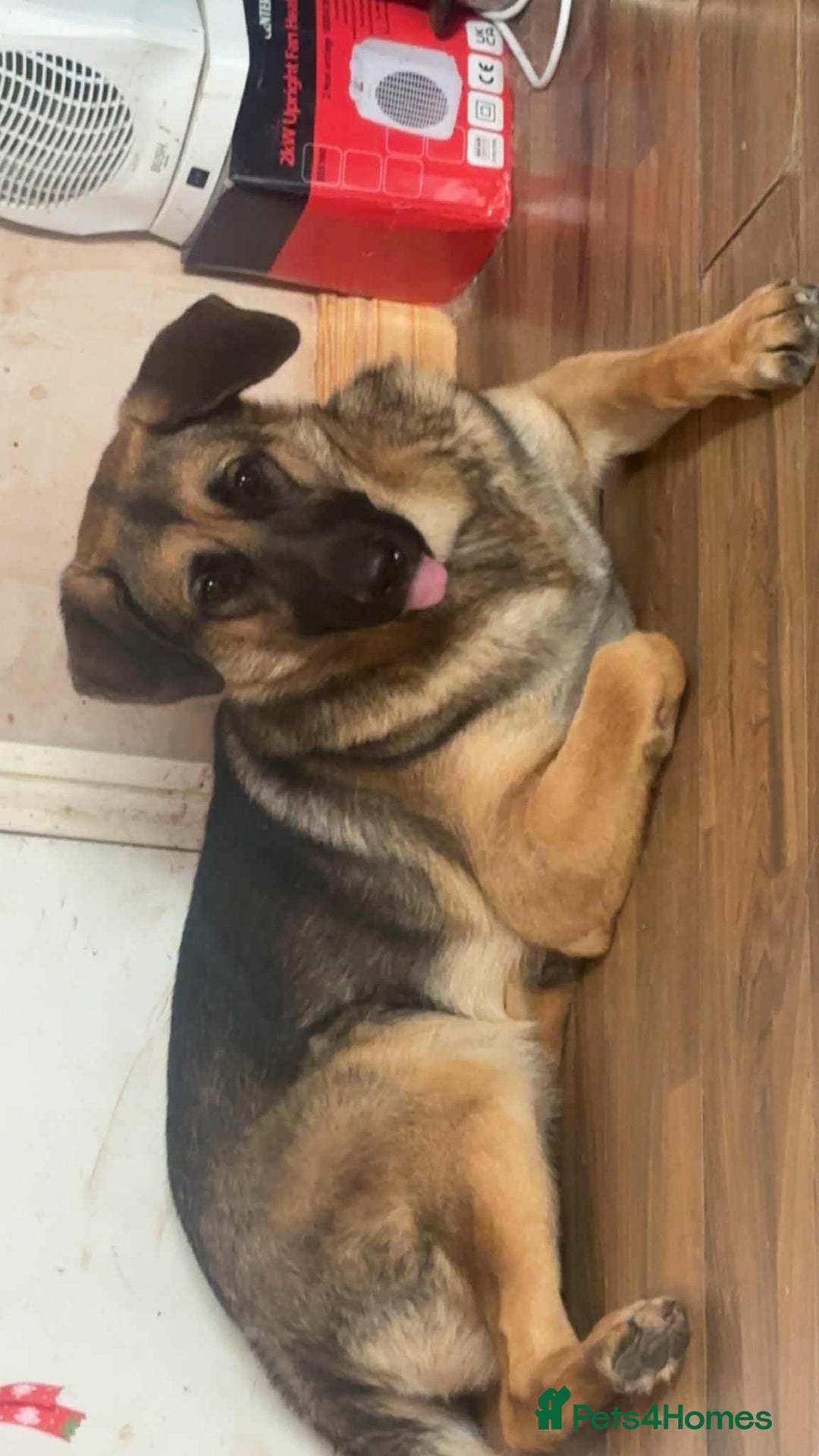 German Shepherd dogs for sale: Loving 17-Month-Old Female German Shepherd - Image 1