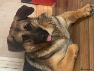 German Shepherd dogs - Advert 16