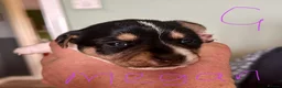 Jack Russell dogs for sale: Gorgeous Jack Russell Puppies - Advert 5