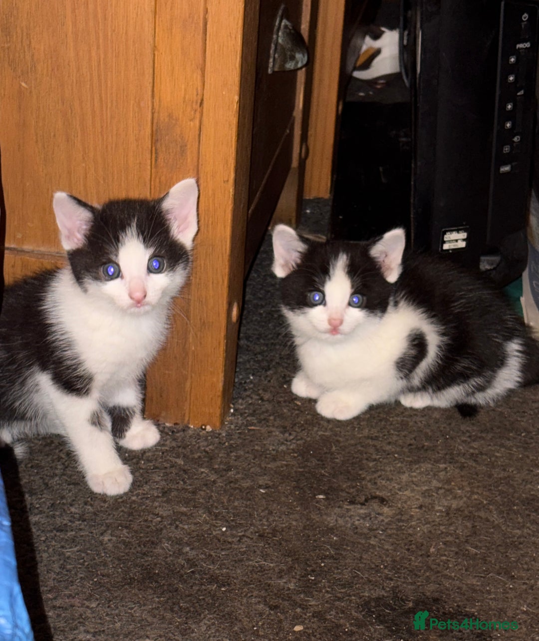 Mixed Breed cats for sale: Mixed breed kittens  - Image 8