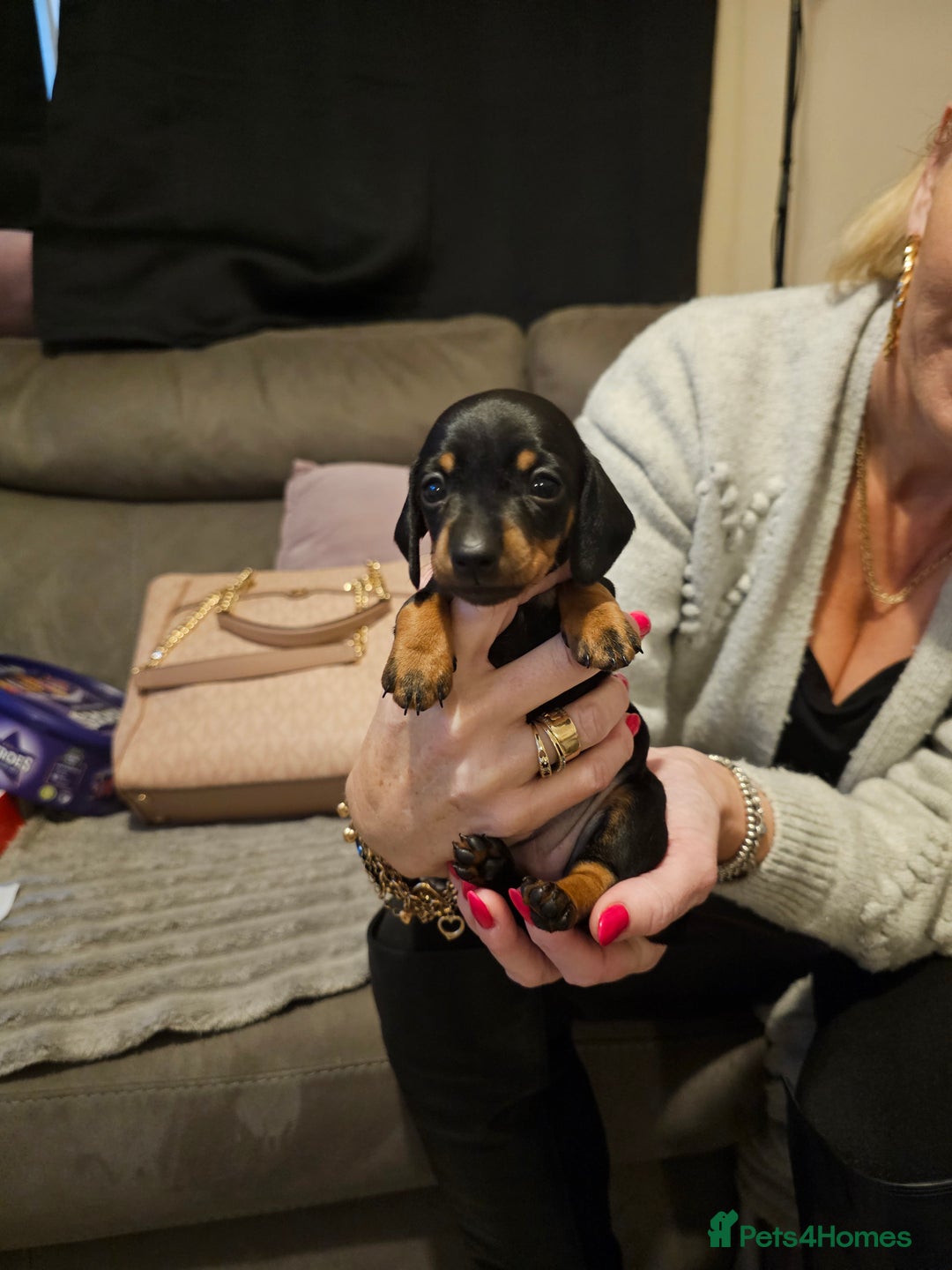 Miniature Dachshund dogs for sale: Beautiful miniature dachshund pups - Advert 8