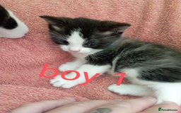 British Shorthair cats for sale: 2 boy kittens for sale - Image 4