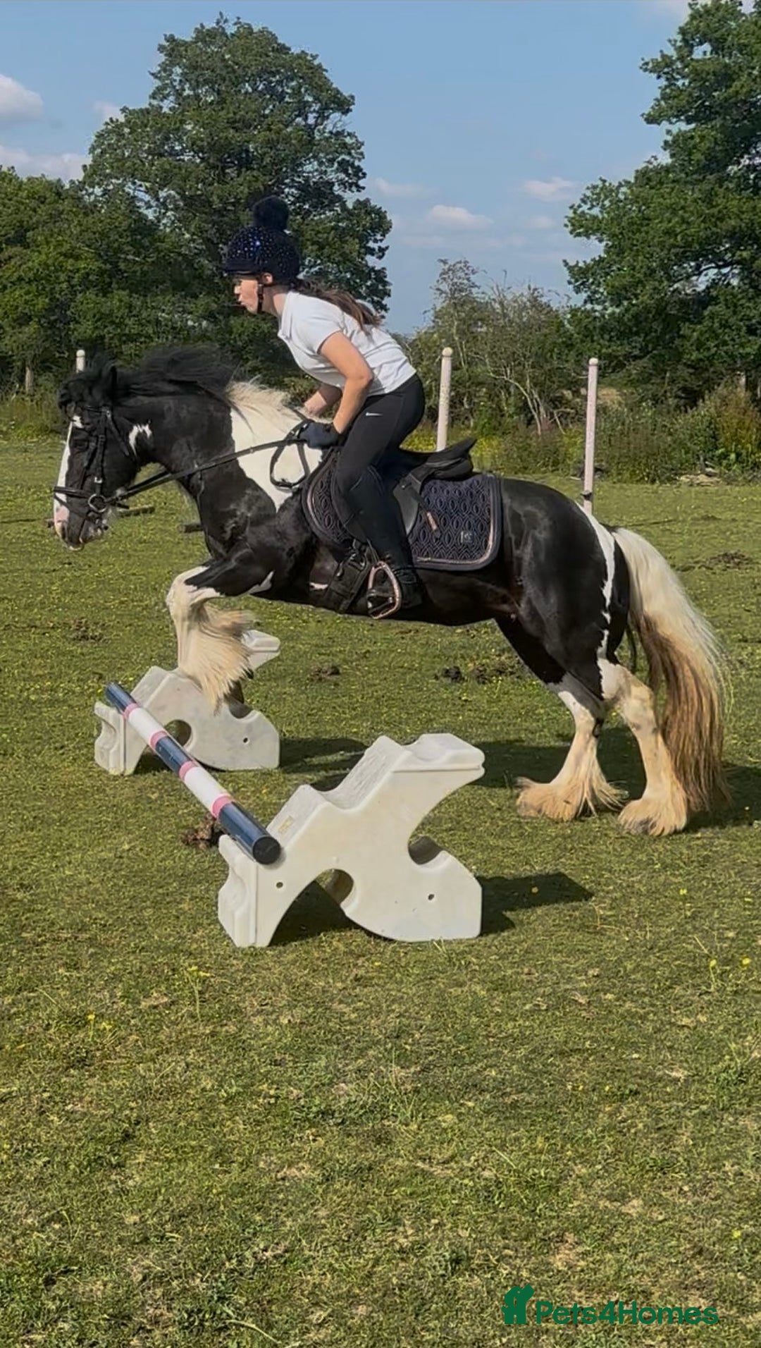 Irish Cob horses for sale: FOR SALE – Super Safe Cob Pony - Image 5