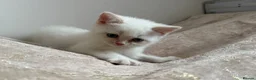 Scottish Fold cats for sale: 🩷Beautiful Scottish Fold/Straight kittens🩷 - Advert 16