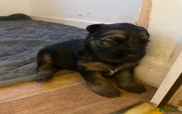 German Shepherd dogs for sale: Long-Medium hair pure bred German Shepherds 🇩🇪 - Image 7
