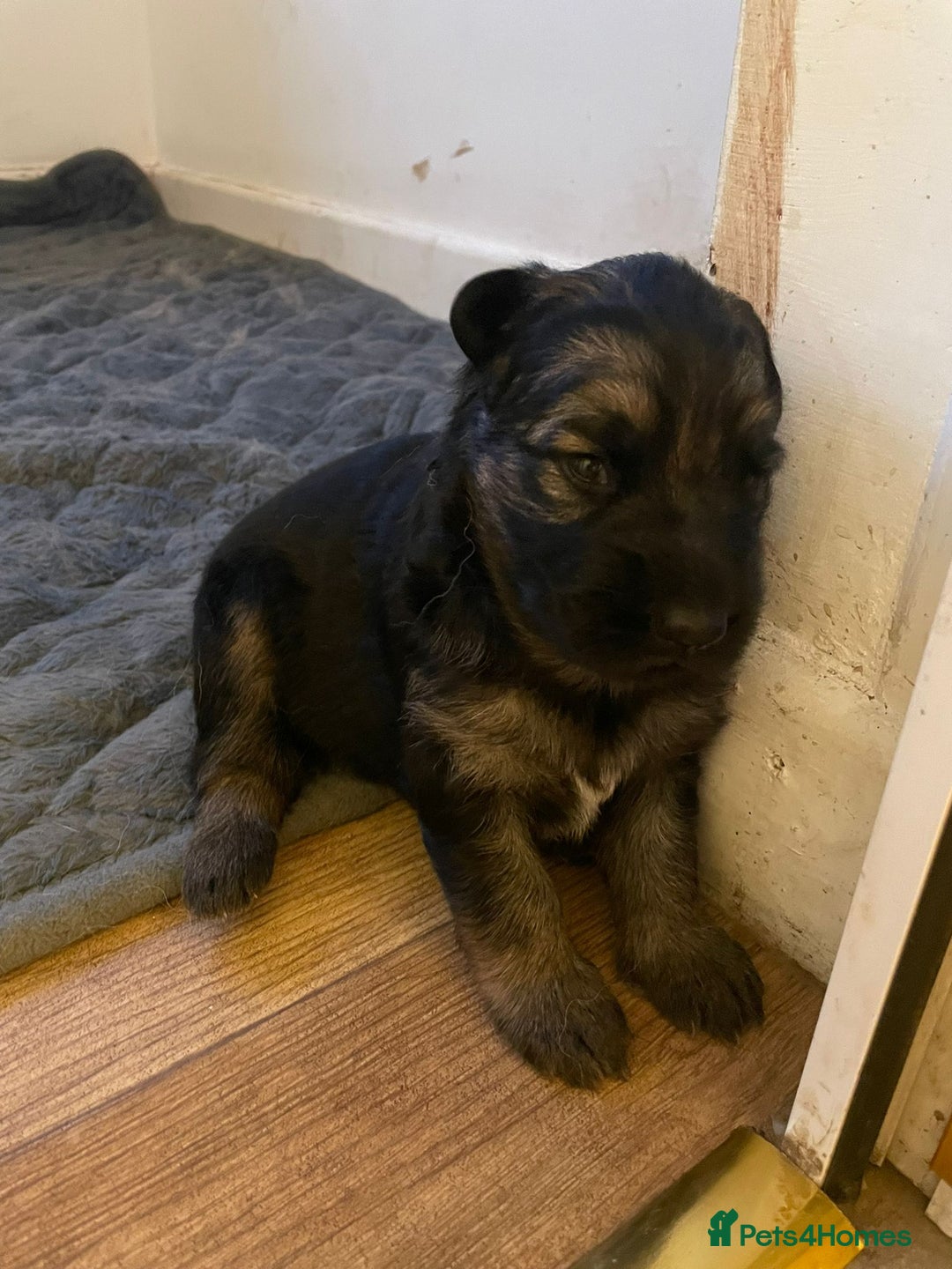 German Shepherd dogs for sale: Long-Medium hair pure bred German Shepherds 🇩🇪 - Image 7